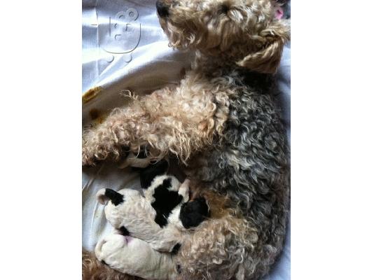 Fox Terrier καθαρόαιμα κουτάβια  φοξ